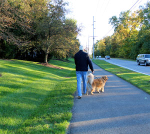 pet prep, leash training, snowbird pet prep